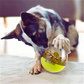 Pet Interactive Treat Balls