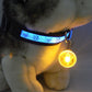 LED Pet Tag