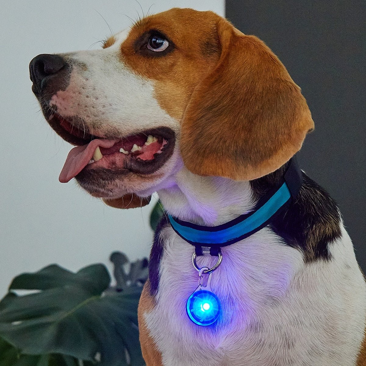 LED Pet Tag